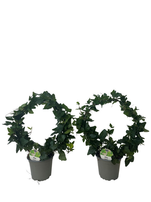 Murgröna Båge
